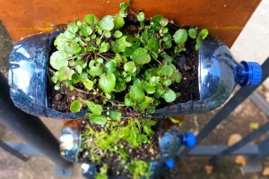 gardenns